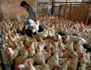 Paguyuban Peternak Rakyat Nusantara Dukung Pemerintah Kendalikan Harga Telur dan Daging Ayam