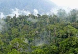 Aktivis Lingkungan Ini Menilai Pengendalian Kebakaran Hutan dan Lahan di Tanah Air Mulai Membaik
