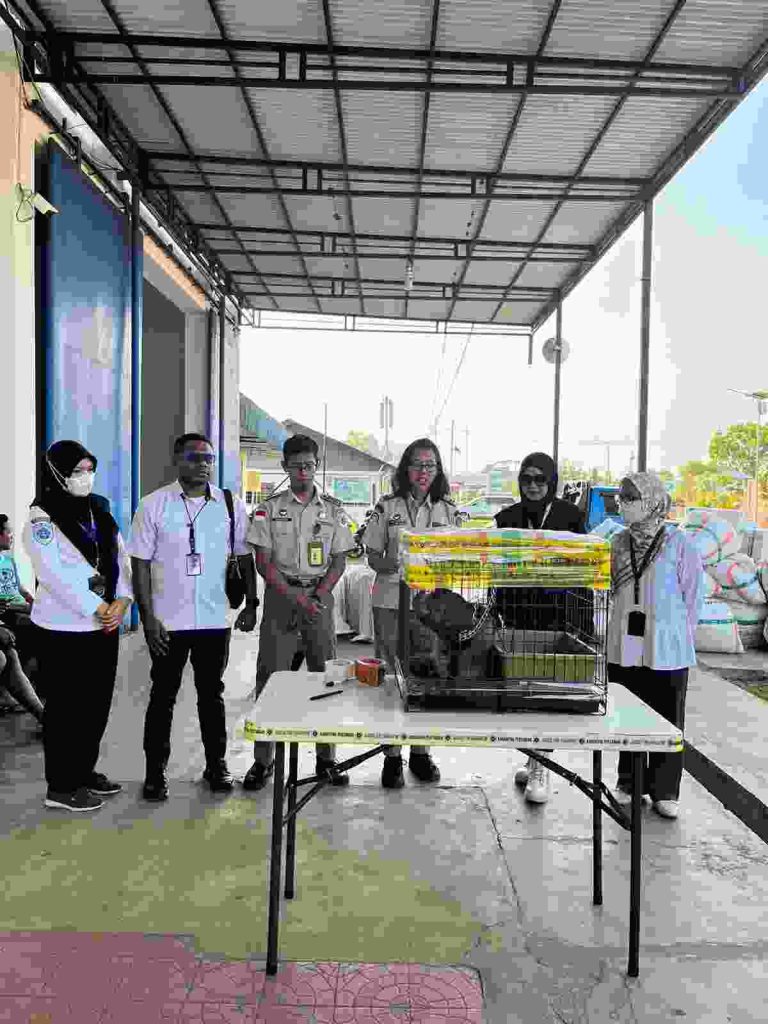 Jaga Merauke Dari Penyakit Berbahaya, Karantina Lakukan Penolakan Kucing Jaga Merauke Dari Penyakit Berbahaya, Karantina Lakukan Penolakan Kucing